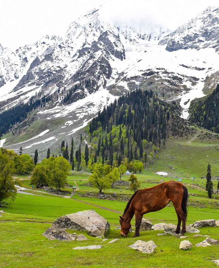 Sonamarg Meadows 837x1024